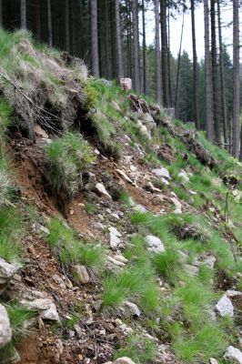 Haida Malá Úpa, 25.5.2010
Sutý břeh Malé Úpy v údolí pod vrchem Haida. Biotop kovaříka Orithales serraticornis.
Klíčová slova: Krkonoše Horní Malá Úpa Haida Orithales serraticornis Pheletes aeneoniger Athous subfuscus