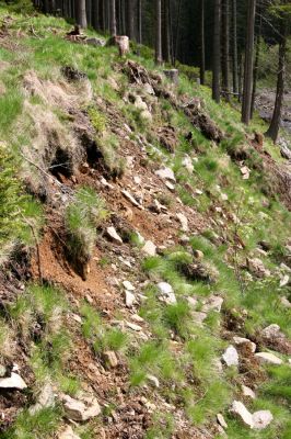 Horní Malá Úpa, 25.5.2010
Sutý břeh Malé Úpy v údolí pod vrchem Haida. Biotop kovaříka Orithales serraticornis.
Schlüsselwörter: Krkonoše Horní Malá Úpa Haida Orithales serraticornis Pheletes aeneoniger Athous subfuscus