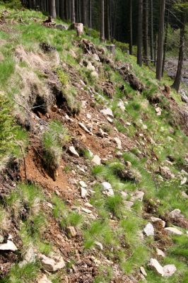 Horní Malá Úpa, 25.5.2010
Sutý břeh Malé Úpy v údolí pod vrchem Haida. Biotop kovaříka Orithales serraticornis.
Klíčová slova: Krkonoše Horní Malá Úpa Haida Orithales serraticornis Pheletes aeneoniger Athous subfuscus