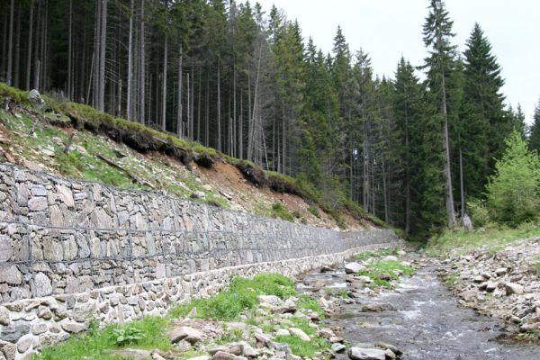 Horní Malá Úpa, 25.5.2010
Sutý břeh Malé Úpy v údolí pod vrchem Haida. Biotop kovaříka Orithales serraticornis. Břeh byl zpevněn kamennou zdí. Teď už jen zbývá osázet jej smrčky...
Schlüsselwörter: Krkonoše Horní Malá Úpa Haida Orithales serraticornis Hypnoidus riparius Pheletes aeneoniger Athous subfuscus