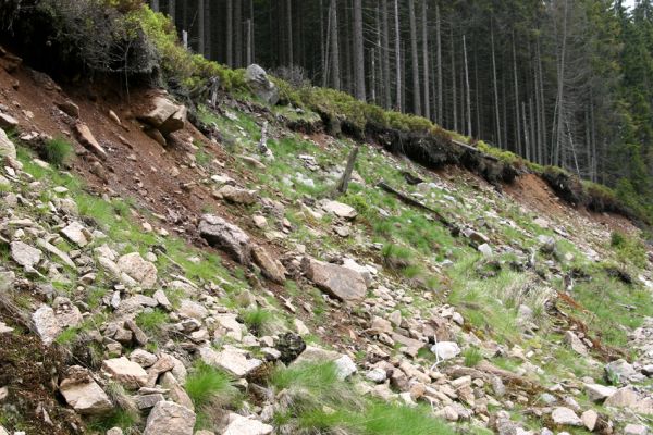 Horní Malá Úpa, 25.5.2010
Sutý břeh Malé Úpy v údolí pod vrchem Haida. Biotop kovaříka Orithales serraticornis.
Klíčová slova: Krkonoše Horní Malá Úpa Haida Orithales serraticornis Pheletes aeneoniger Athous subfuscus