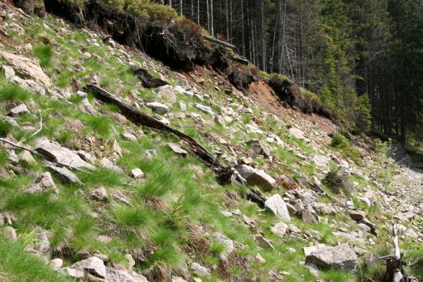 Horní Malá Úpa, 25.5.2010
Sutý břeh Malé Úpy v údolí pod vrchem Haida. Biotop kovaříka Orithales serraticornis. 
Klíčová slova: Krkonoše Horní Malá Úpa Haida Orithales serraticornis Pheletes aeneoniger Athous subfuscus