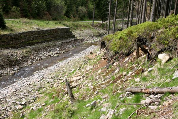 Horní Malá Úpa, 25.5.2010
Sutý břeh Malé Úpy v údolí pod vrchem Haida. Biotop kovaříka Orithales serraticornis. 
Klíčová slova: Krkonoše Horní Malá Úpa Haida Orithales serraticornis Pheletes aeneoniger Athous subfuscus