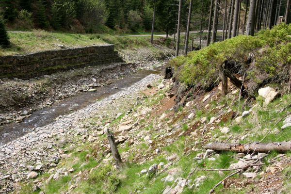 Horní Malá Úpa, 25.5.2010
Sutý břeh Malé Úpy v údolí pod vrchem Haida. Biotop kovaříka Orithales serraticornis. 
Klíčová slova: Krkonoše Horní Malá Úpa Haida Orithales serraticornis Pheletes aeneoniger Athous subfuscus