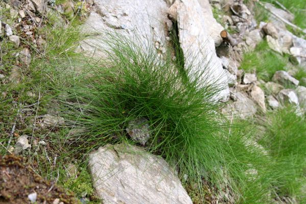 Horní Malá Úpa, 25.5.2010
Sutý břeh Malé Úpy v údolí pod vrchem Haida. Biotop kovaříka Orithales serraticornis. Na trsu traviny aktivují tři samci tohoto druhu...
Schlüsselwörter: Krkonoše Horní Malá Úpa Haida Orithales serraticornis