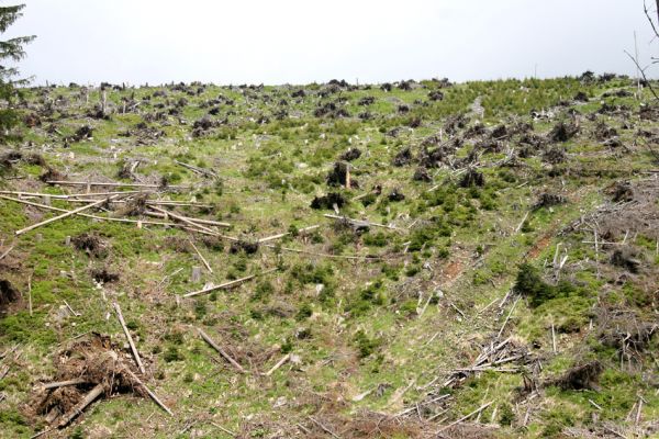 Horní Malá Úpa, 25.5.2010
Holoseč na jižním svahu vrchu Haida. KRkonošské NArodní Plantáže...
Klíčová slova: Krkonoše Horní Malá Úpa Haida Athous subfuscus Ampedus aethiops