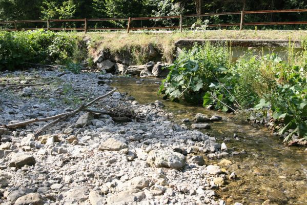 Malá Fatra, Štefanová, 29.7.2013
Štěrkový náplav potoka v Nové dolině.
Schlüsselwörter: Malá Fatra Štefanová Zorochros dermestoides