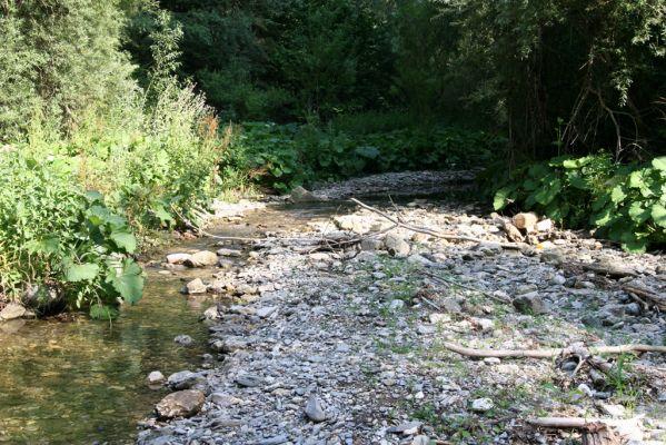 Malá Fatra, Štefanová, 29.7.2013
Štěrkový náplav potoka v Nové dolině. 
Schlüsselwörter: Malá Fatra Štefanová Zorochros dermestoides