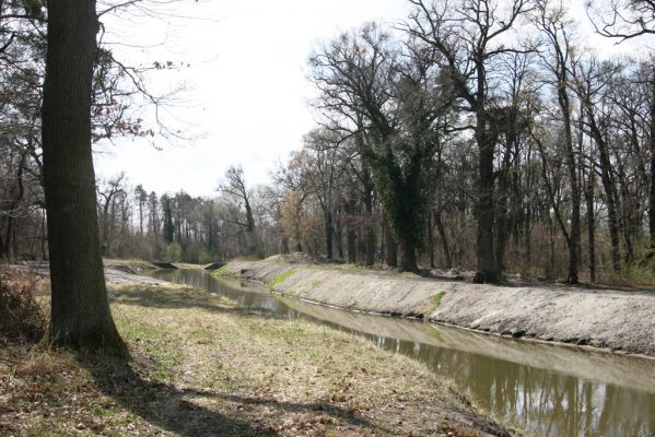 Malacky, 29.3.2017
Bažantnica - jižní část. Vodní dílo Malina.
Keywords: Malacky bažantnica Malina