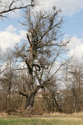 Malacky, 29.3.2017
Bažantnica - jižní část.
Keywords: Malacky bažantnica