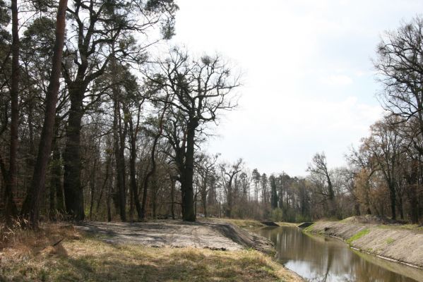 Malacky, 29.3.2017
Bažantnica - jižní část. Vodní dílo Malina.
Klíčová slova: Malacky bažantnica Malina