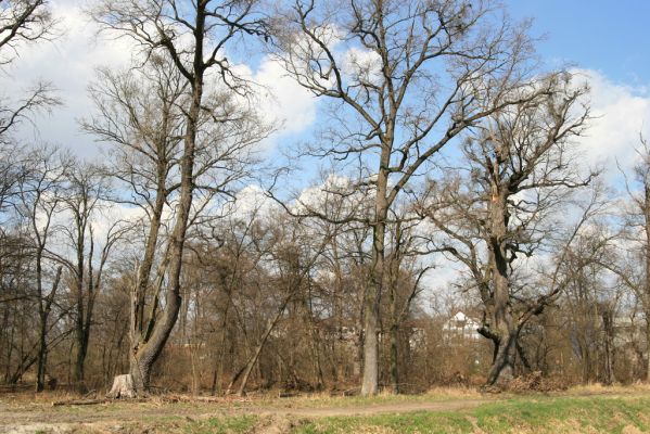 Malacky, 29.3.2017
Bažantnica - jižní část.
Schlüsselwörter: Malacky bažantnica