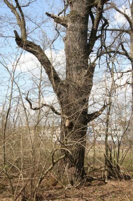 Malacky, 29.3.2017
Bažantnica - jižní část.
Schlüsselwörter: Malacky bažantnica