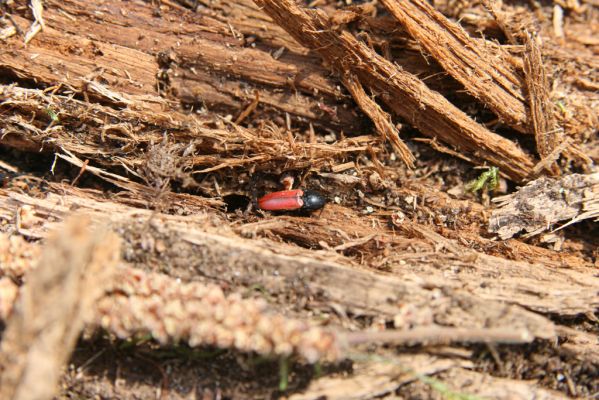 Malacky, 29.3.2017
Bažantnica - jižní část. Kovařík Ampedus cardinalis.
Keywords: Malacky bažantnica Ampedus cardinalis