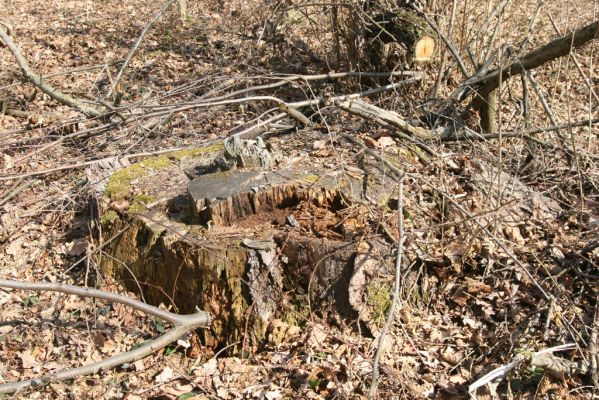 Malacky, 29.3.2017
Bažantnica - jižní část.
Keywords: Malacky bažantnica