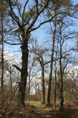 Malacky, 29.3.2017
Bažantnica - jižní část.
Keywords: Malacky bažantnica