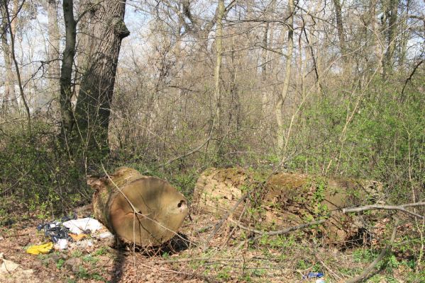 Malacky, 29.3.2017
Bažantnica - jižní část.
Klíčová slova: Malacky bažantnica