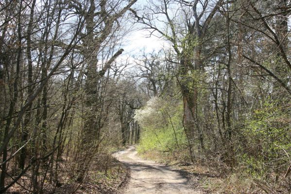 Malacky, 29.3.2017
Bažantnica - jižní část.
Schlüsselwörter: Malacky bažantnica