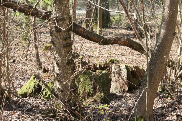 Malacky, 29.3.2017
Bažantnica - jižní část.
Schlüsselwörter: Malacky bažantnica