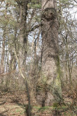 Malacky, 29.3.2017
Bažantnica - jižní část.
Klíčová slova: Malacky bažantnica