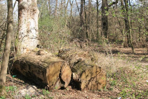 Malacky, 29.3.2017
Bažantnica - jižní část.
Schlüsselwörter: Malacky bažantnica