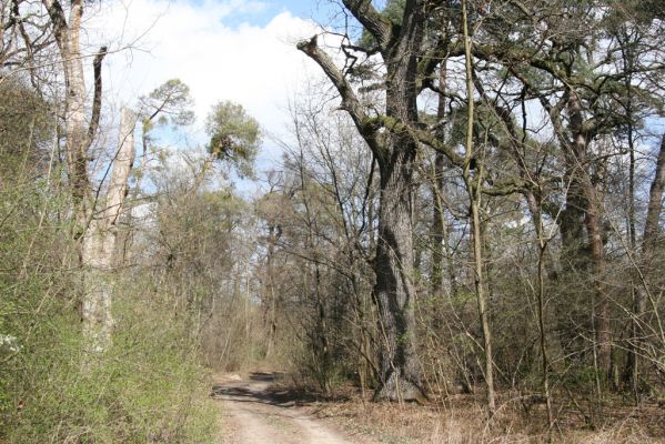 Malacky, 29.3.2017
Bažantnica - jižní část.
Klíčová slova: Malacky bažantnica