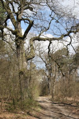 Malacky, 29.3.2017
Bažantnica - jižní část.
Klíčová slova: Malacky bažantnica