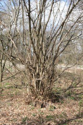 Malacky, 29.3.2017
Bažantnica - jižní část.
Klíčová slova: Malacky bažantnica