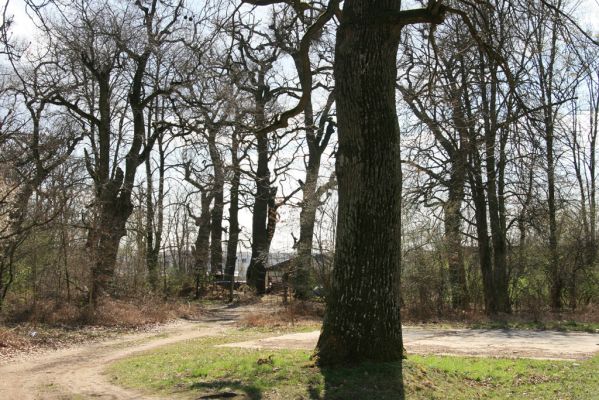 Malacky, 29.3.2017
Bažantnica - jižní část.
Klíčová slova: Malacky bažantnica