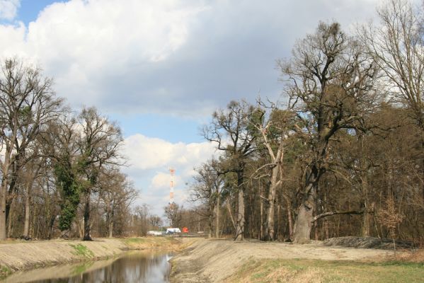 Malacky, 29.3.2017
Bažantnica - jižní část. Vodní dílo Malina.
Klíčová slova: Malacky bažantnica Malina