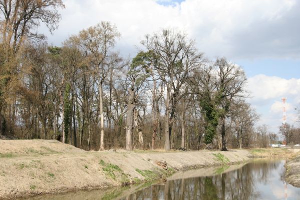 Malacky, 29.3.2017
Bažantnica - jižní část. Vodní dílo Malina.
Keywords: Malacky bažantnica Malina