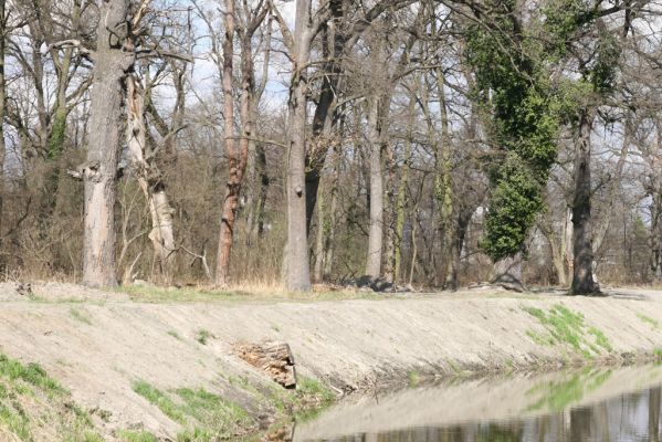 Malacky, 29.3.2017
Bažantnica - jižní část. Vodní dílo Malina.
Schlüsselwörter: Malacky bažantnica Malina