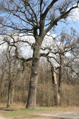 Malacky, 29.3.2017
Bažantnica - jižní část.
Schlüsselwörter: Malacky bažantnica