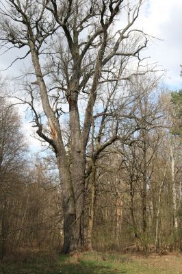 Malacky, 29.3.2017
Bažantnica - jižní část.
Keywords: Malacky bažantnica