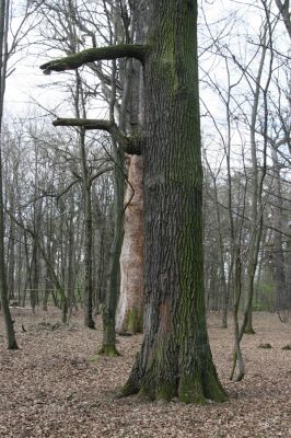 Malacky, 29.3.2017
Bažantnica - jižní část.
Schlüsselwörter: Malacky bažantnica