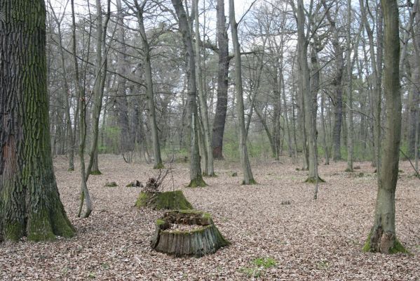 Malacky, 29.3.2017
Bažantnica - jižní část.
Klíčová slova: Malacky bažantnica