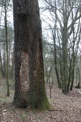 Malacky, 29.3.2017
Bažantnica - jižní část.
Schlüsselwörter: Malacky bažantnica