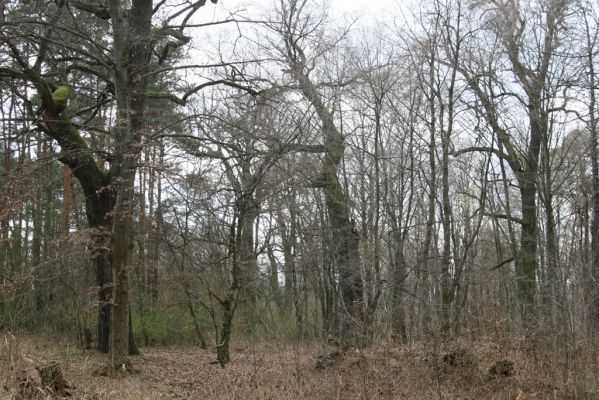 Malacky, 29.3.2017
Bažantnica - jižní část.
Schlüsselwörter: Malacky bažantnica