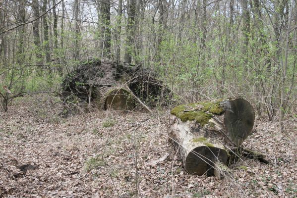 Malacky, 29.3.2017
Bažantnica - jižní část.
Klíčová slova: Malacky bažantnica