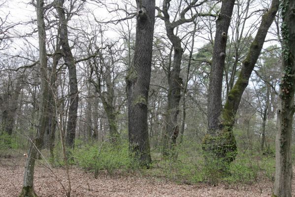 Malacky, 29.3.2017
Bažantnica - jižní část.
Klíčová slova: Malacky bažantnica