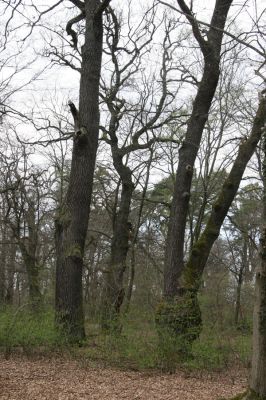 Malacky, 29.3.2017
Bažantnica - jižní část.
Schlüsselwörter: Malacky bažantnica