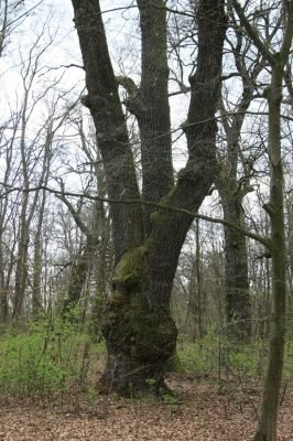 Malacky, 29.3.2017
Bažantnica - jižní část.
Schlüsselwörter: Malacky bažantnica