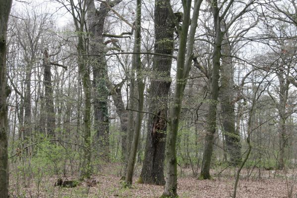 Malacky, 29.3.2017
Bažantnica - jižní část.
Schlüsselwörter: Malacky bažantnica