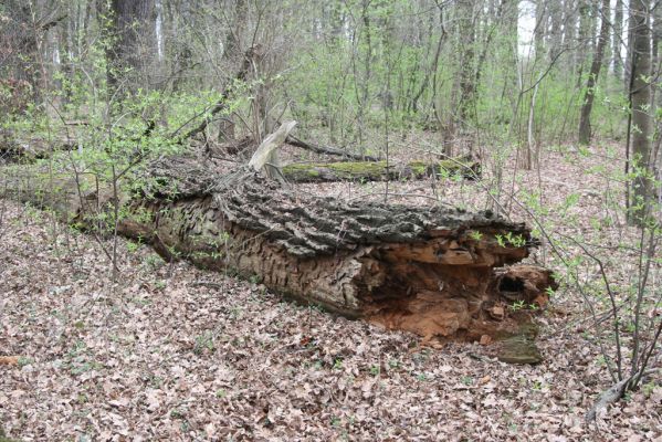 Malacky, 29.3.2017
Bažantnica - jižní část.
Schlüsselwörter: Malacky bažantnica Lacon querceus