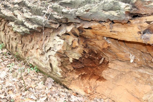 Malacky, 29.3.2017
Bažantnica - jižní část. 
Klíčová slova: Malacky bažantnica Lacon querceus