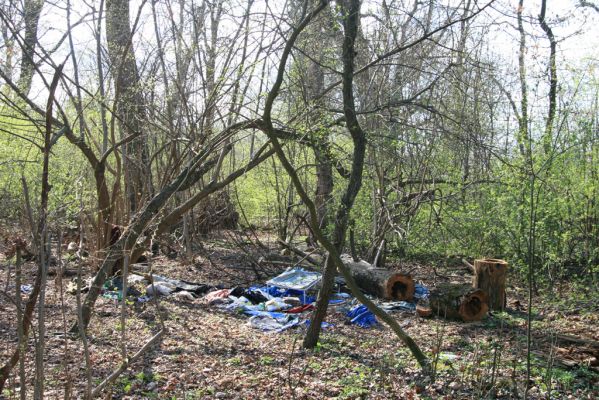 Malacky, 29.3.2017
Bažantnica - jižní část.
Klíčová slova: Malacky bažantnica