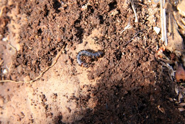 Malacky, 29.3.2017
Bažantnica - jižní část. Larva kovaříka Stenagostus rhombeus.
Schlüsselwörter: Malacky bažantnica Stenagostus rhombeus