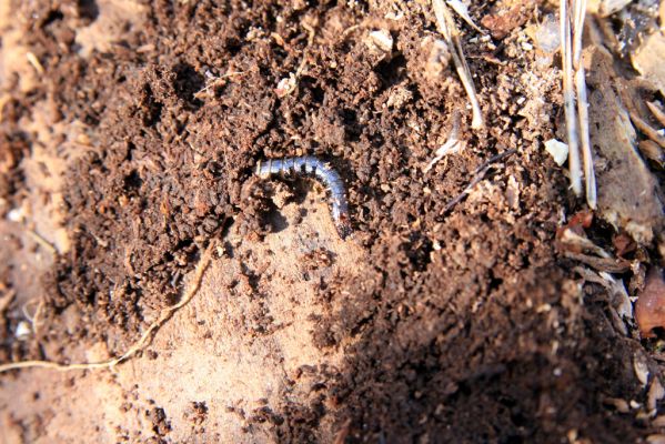 Malacky, 29.3.2017
Bažantnica - jižní část. Larva kovaříka Stenagostus rhombeus.
Mots-clés: Malacky bažantnica Stenagostus rhombeus