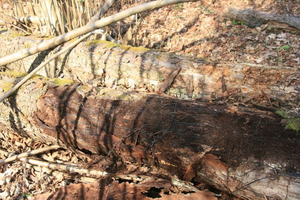 Malacky, 29.3.2017
Bažantnica - jižní část.
Klíčová slova: Malacky bažantnica Stenagostus rhombeus