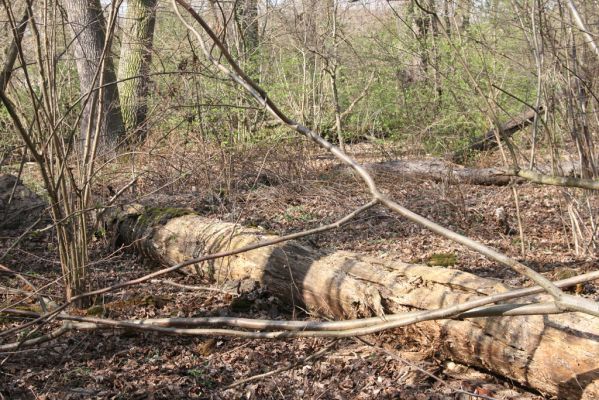 Malacky, 29.3.2017
Bažantnica - jižní část. 
Klíčová slova: Malacky bažantnica Stenagostus rhombeus Ampedus pomorum